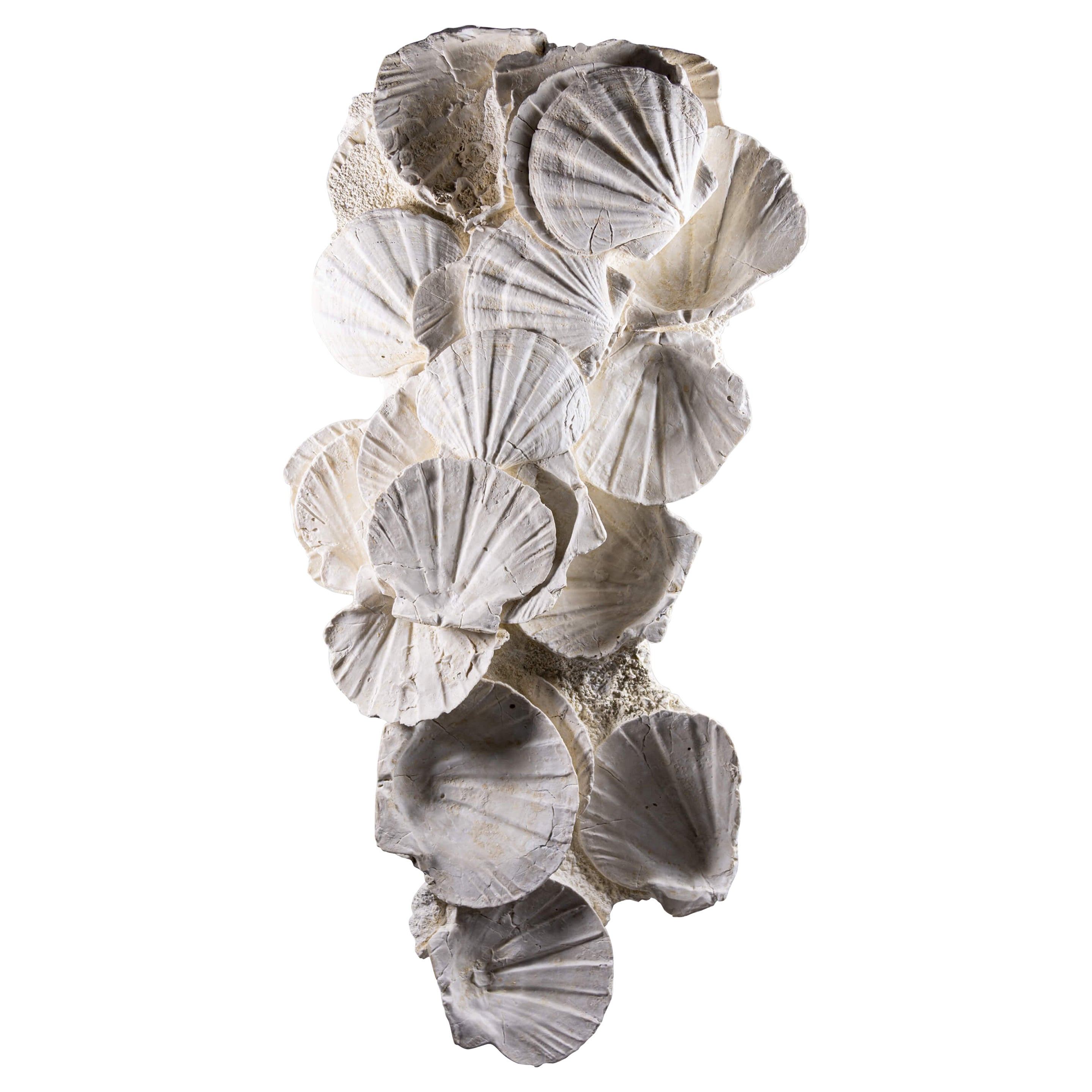 Exquisite Fossil Wall Hanging Shell Display For Sale