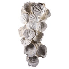 Exquisito expositor de conchas fósiles para colgar en la pared