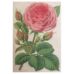 Grabado Botánico Antiguo Original - Rosa trepadora, circa 1870