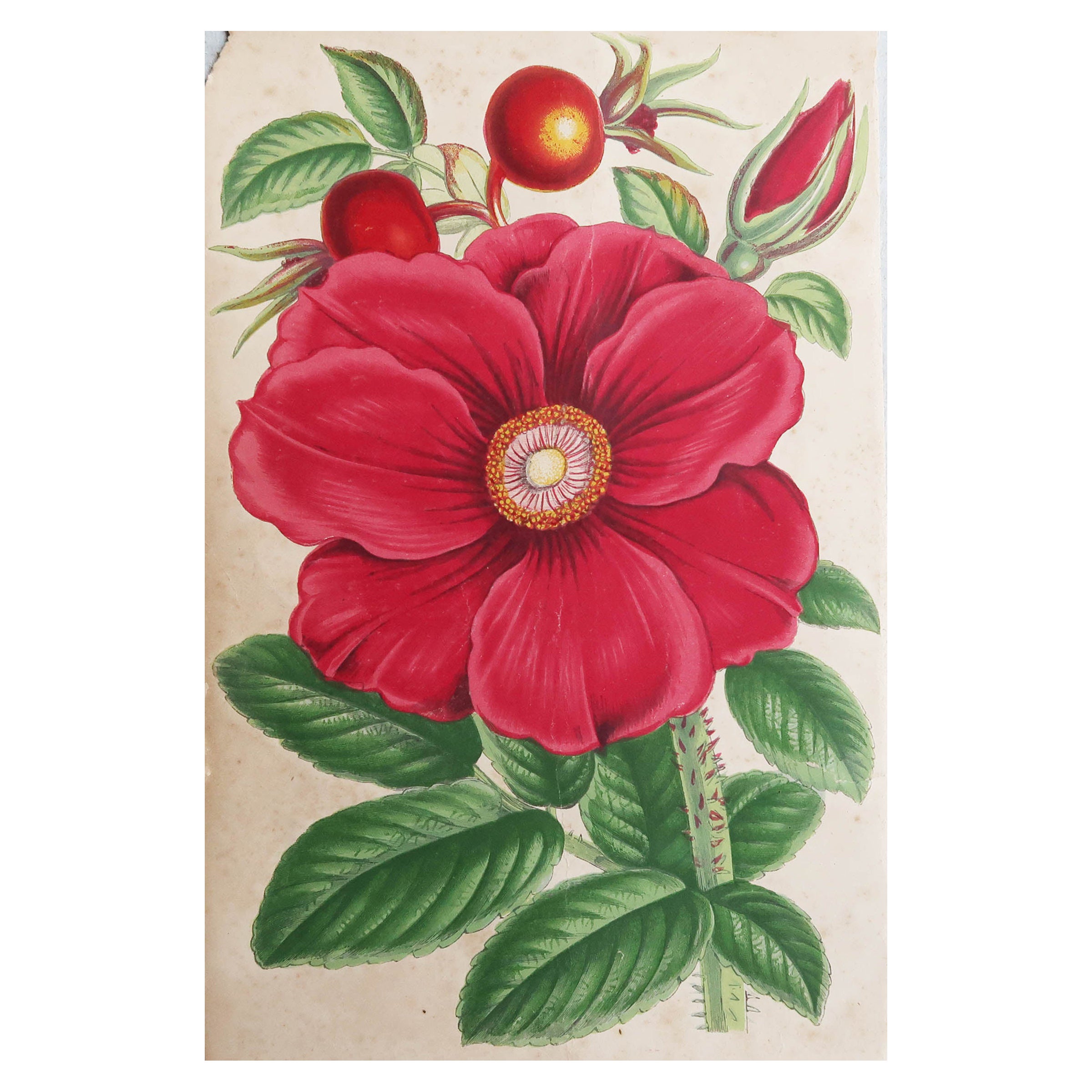 Grabado Botánico Antiguo Original - Rosa Roja, circa 1870