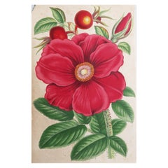 Grabado Botánico Antiguo Original - Rosa Roja, circa 1870