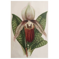 Original Antique Botanical Print - Lady Slipper Orchid, circa 1870