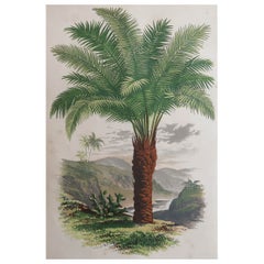 Grabado original antiguo de una palmera, circa 1870