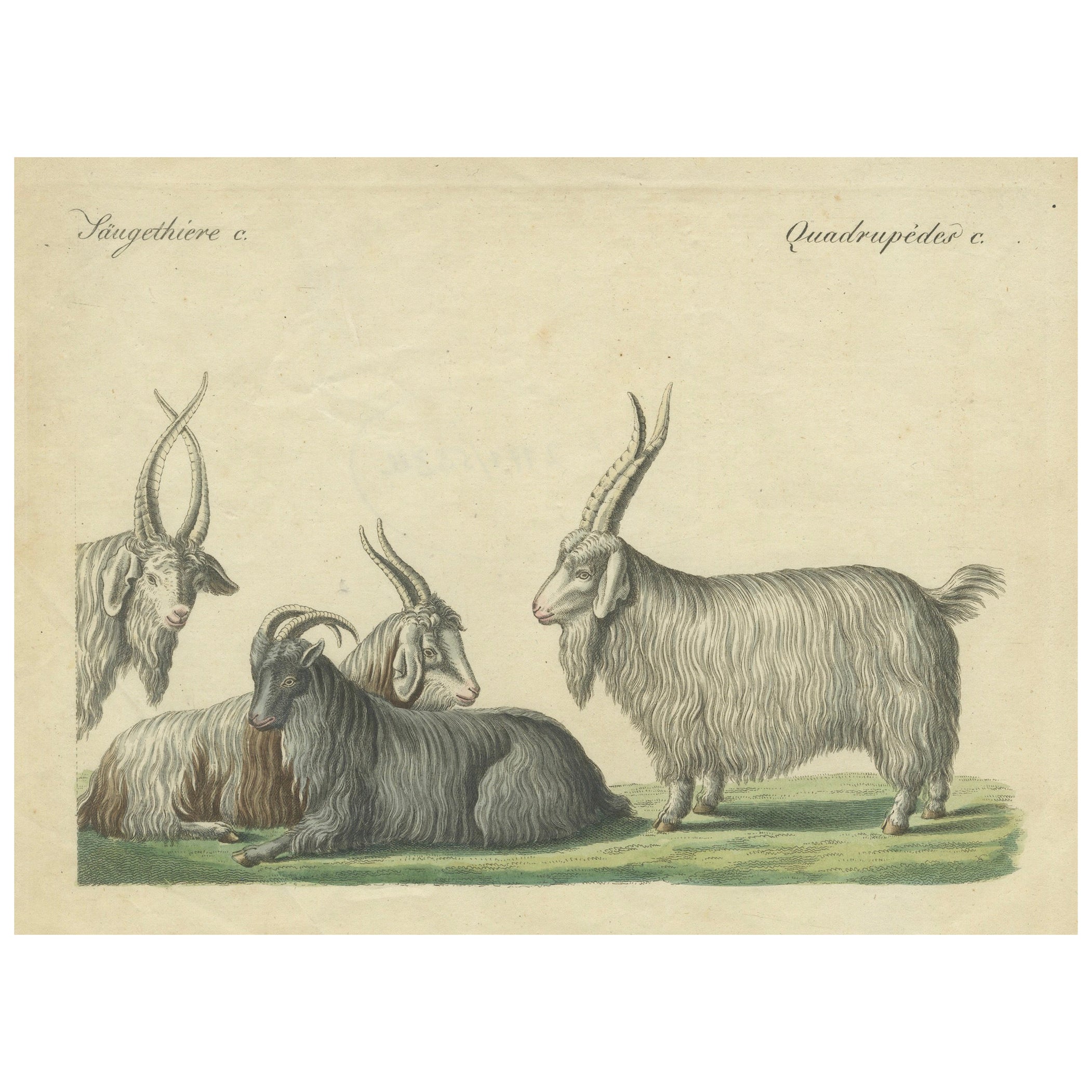Incisione in rame colorata a mano di capre e pecore del Cashmere, Bertuch 1823