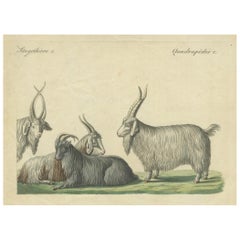 Antique Handcolored Copperplate Engraving of Cashmere Goats and Sheep, Bertuch 1823