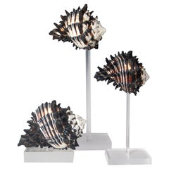 Conch Shells Mounted on Lucite Stands, Collection of Three