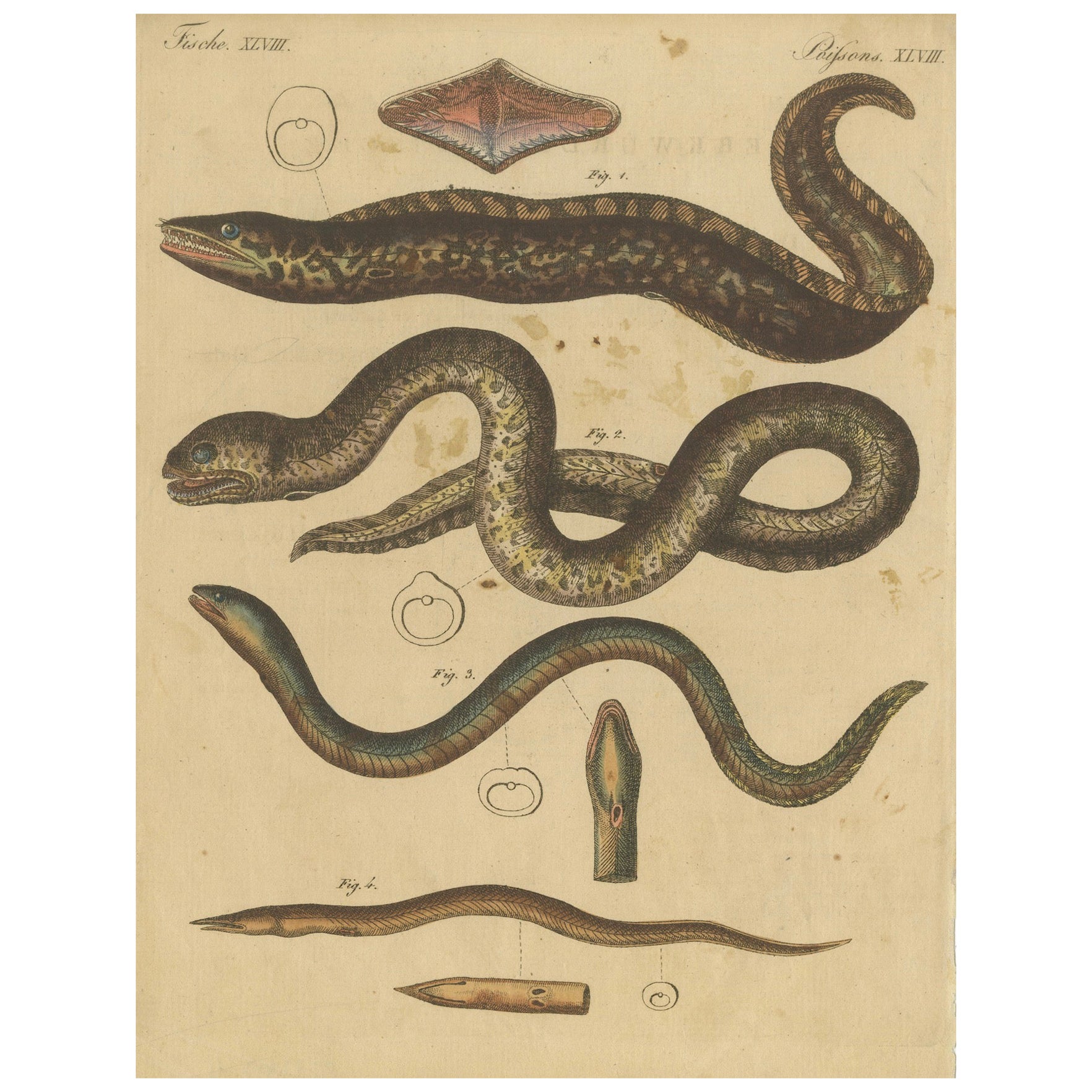 Stampa antica di varie forme di vita marina, tra cui la murena scura, C.C. 1800