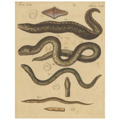 Stampa antica di varie forme di vita marina, tra cui la murena scura, C.C. 1800