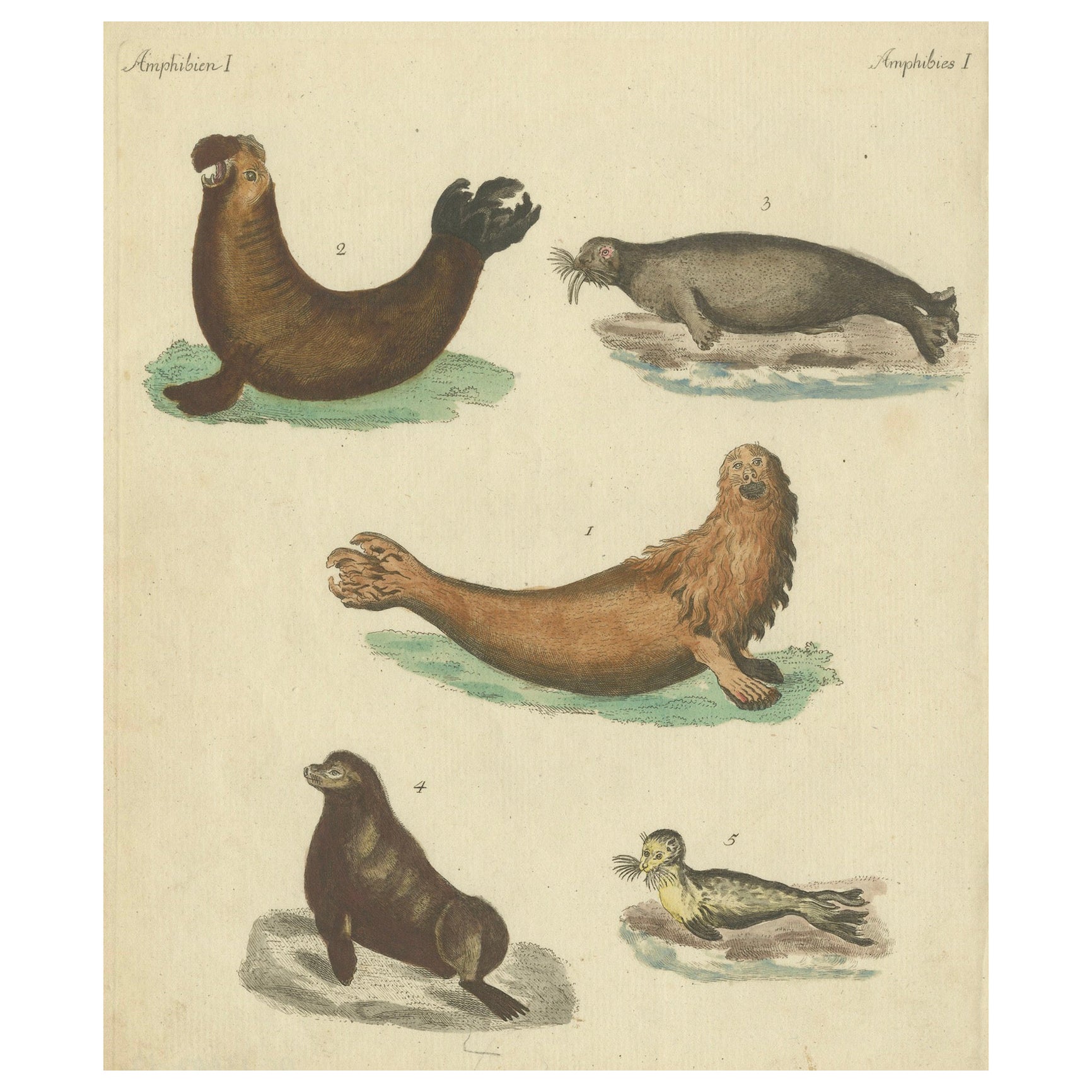 Grabado antiguo coloreado a mano de focas y criaturas anfibias, c.1800