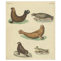 Grabado antiguo coloreado a mano de focas y criaturas anfibias, c.1800
