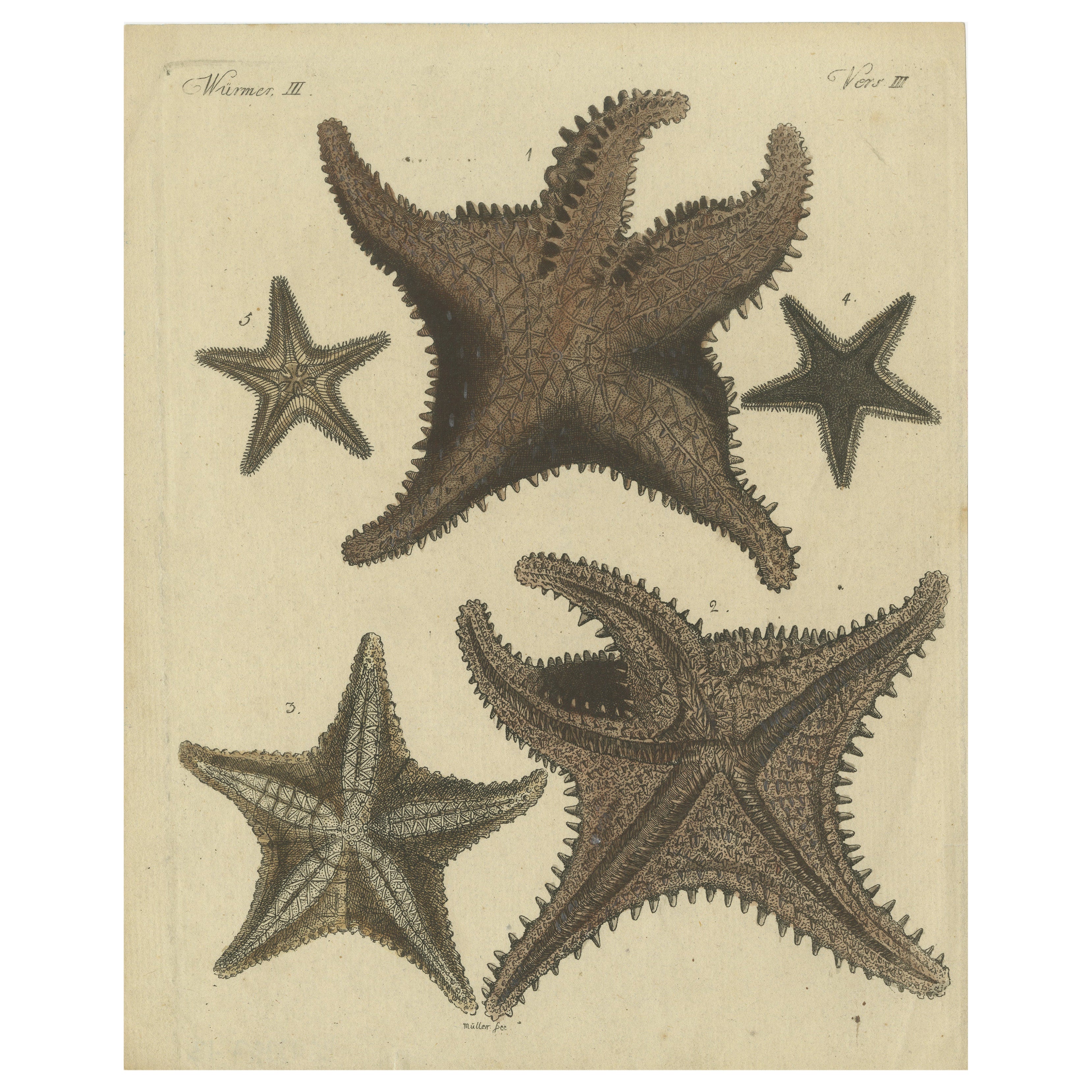 Grabado antiguo coloreado a mano de estrellas de mar y criaturas marinas, c.1800 en venta