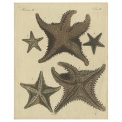 Grabado antiguo coloreado a mano de estrellas de mar y criaturas marinas, c.1800