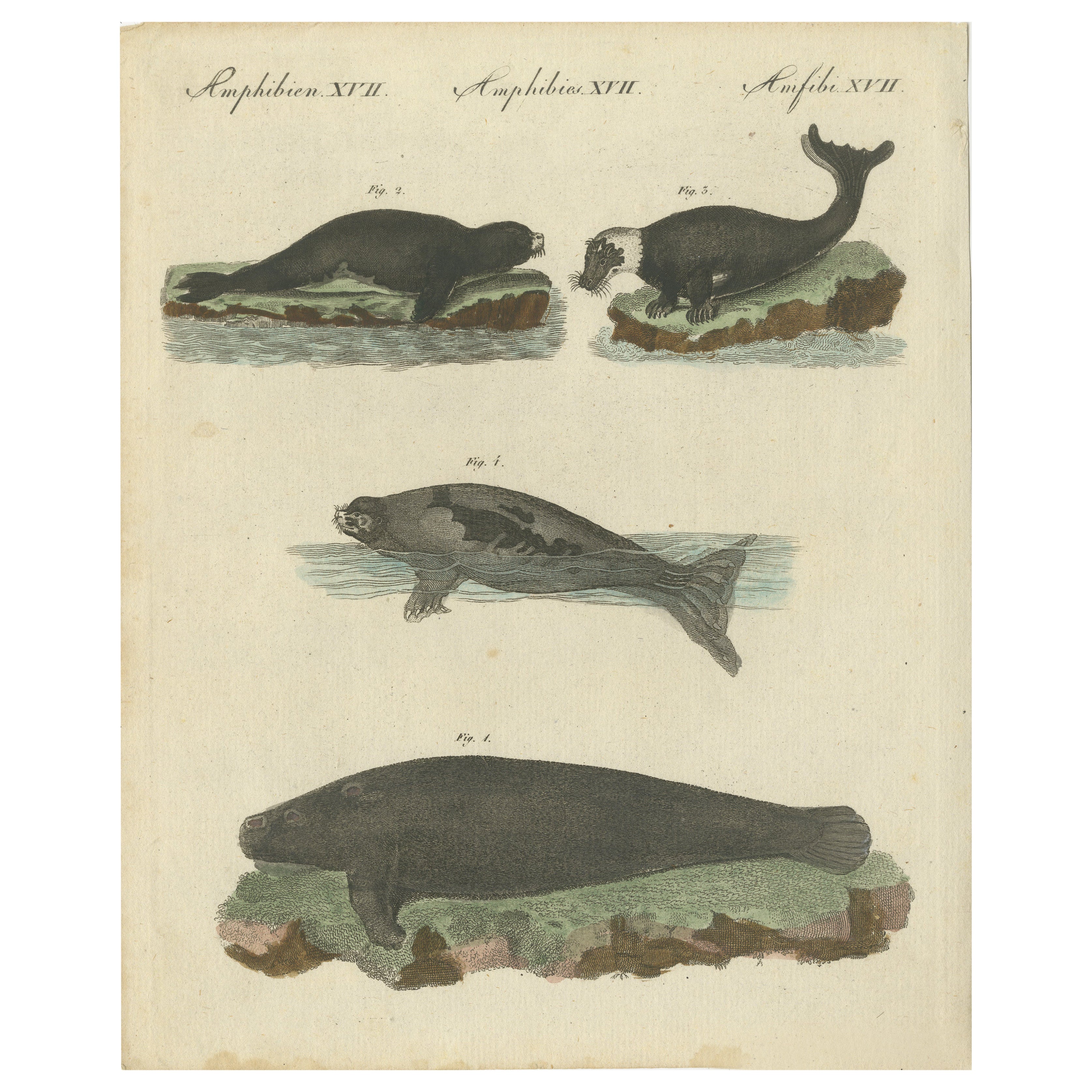 Grabado antiguo coloreado a mano de focas y mamíferos anfibios, c.1800