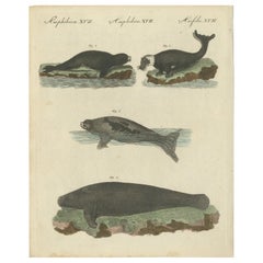 Antique Handcolored Engraving of Seals and Amphibious Mammals, c.1800