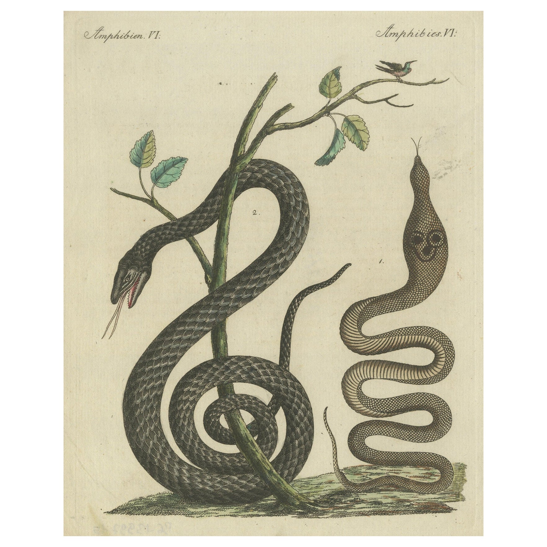Antica incisione colorata a mano di serpenti e anfibi, 1800 ca.