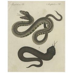 Antica incisione colorata a mano di serpenti, 1800 ca.