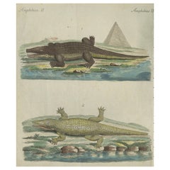 Antique Handcolored Engraving of Nile and Marsh Crocodiles, c.1800