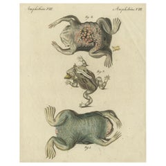 Antica incisione colorata a mano di rane e anfibi, 1800 ca.