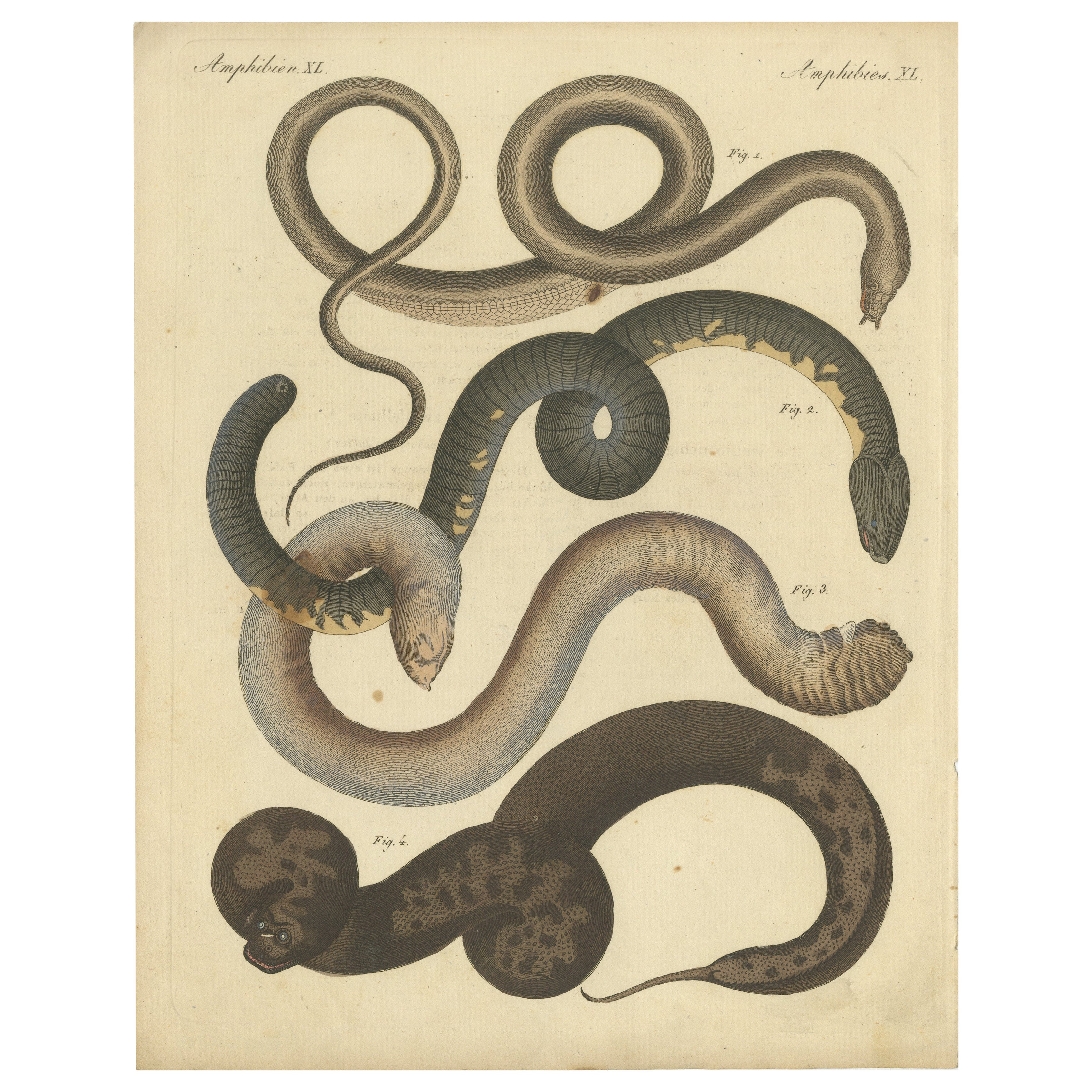 Incisione antica colorata a mano di anguille e serpenti anfibi, 180 ca.