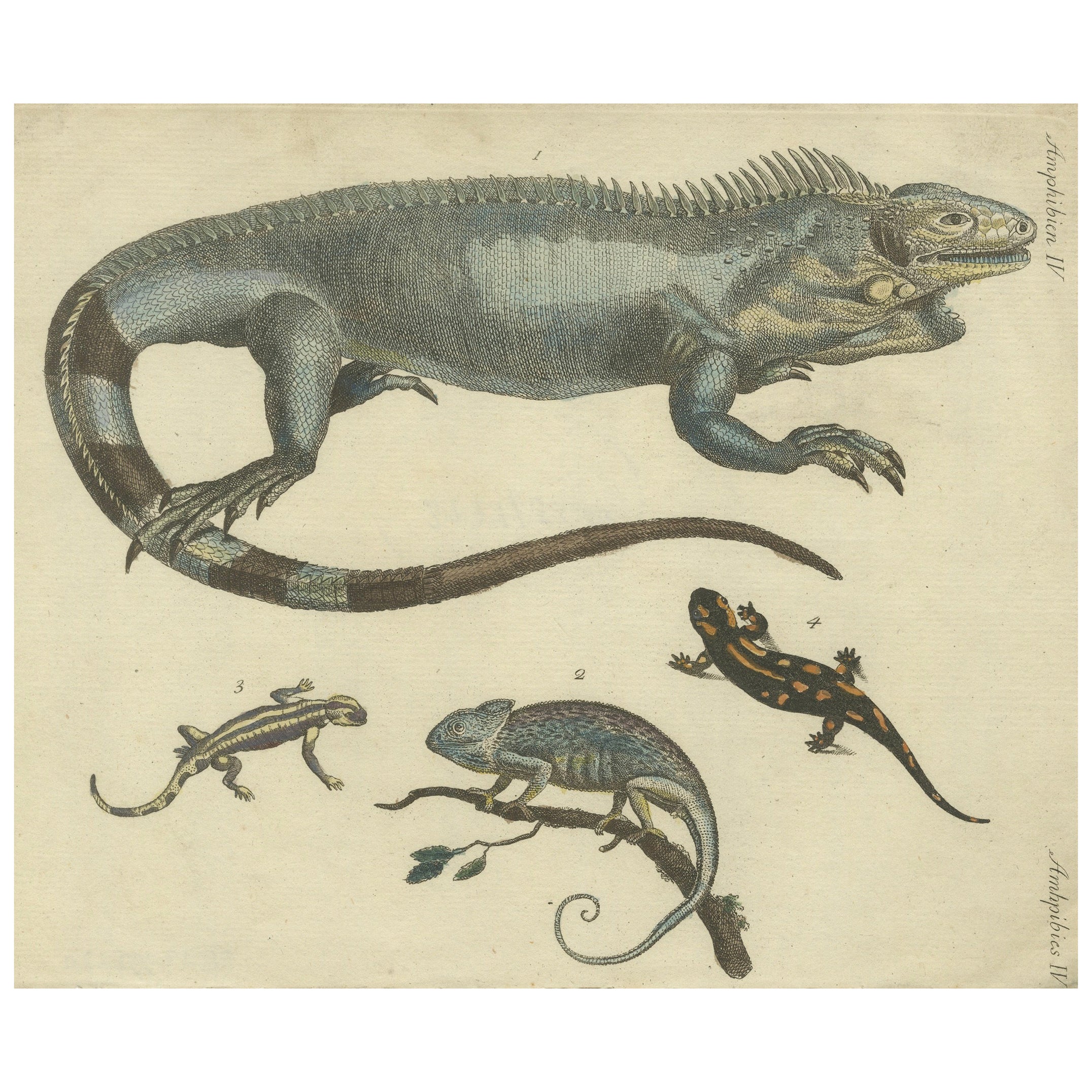 Antique Handcolored Engraving of Lizards, Iguana, Chameleon and Salamander, 1800