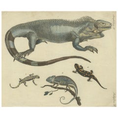Antique Handcolored Engraving of Lizards, Iguana, Chameleon and Salamander, 1800