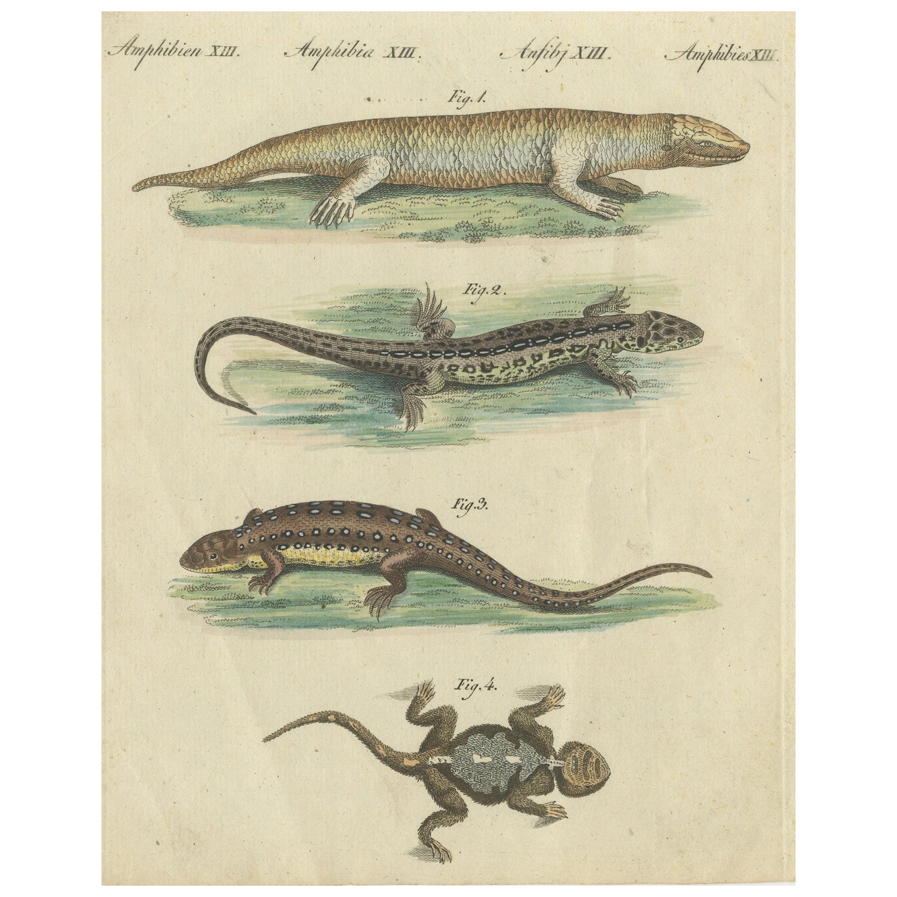 Antica incisione colorata a mano di lucertole e tritoni, 1800 ca.