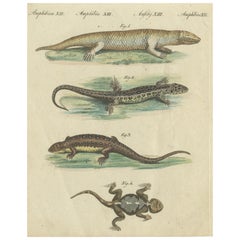 Antique Handcolored Engraving of Lizards and Newts, c.1800