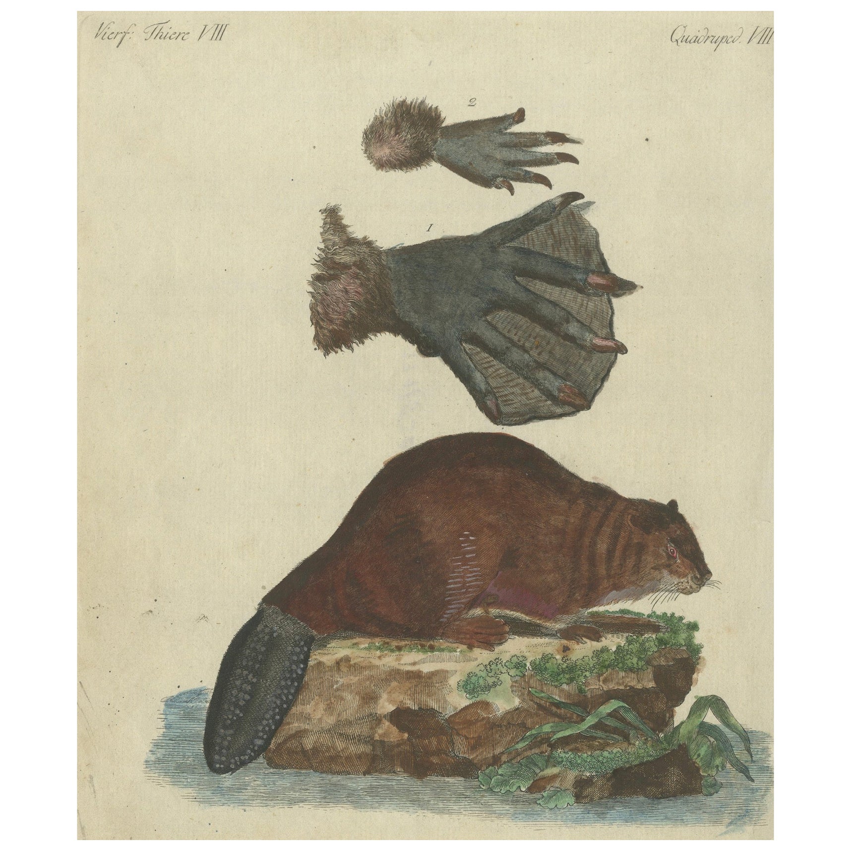 Antique Handcolored Engraving of Beaver and Webbed Appendages, c.1800 For Sale