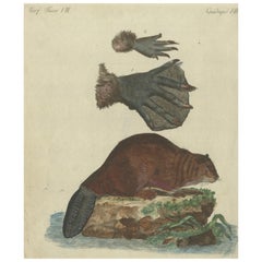 Antike handkolorierte Gravur von Biber- und Webbed-Applikationen, um 1800
