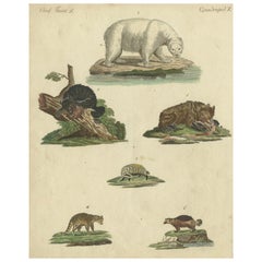 Antique Handcolored Engraving of Carnivorous Mammals, c.1800