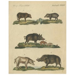 Antique Handcolored Engraving of Wild and Domesticated Pigs, c.1800