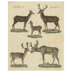 Antique Handcolored Engraving of Deer and Stags, c.1800