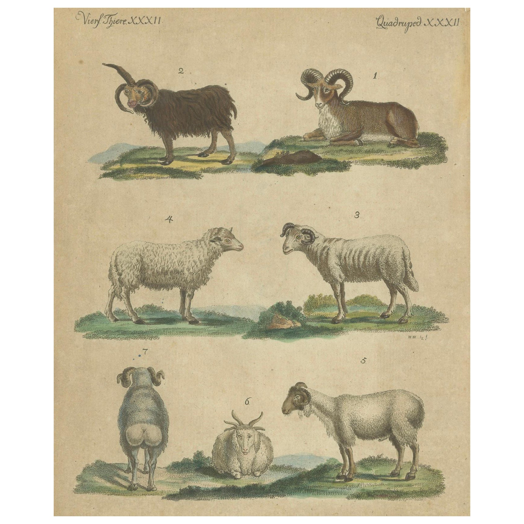 Antique Handcolored Engraving of Sheep and Rams, c.1800