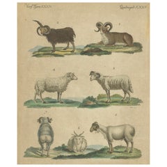 Antica incisione colorata a mano di pecore e arieti, 1800 ca.