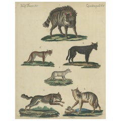 Antique Handcolored Engraving of Wild Canines and Hyenas, c.1800