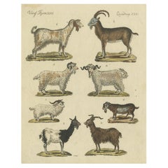Antique Handcolored Engraving of Domestic Goats, c.1800