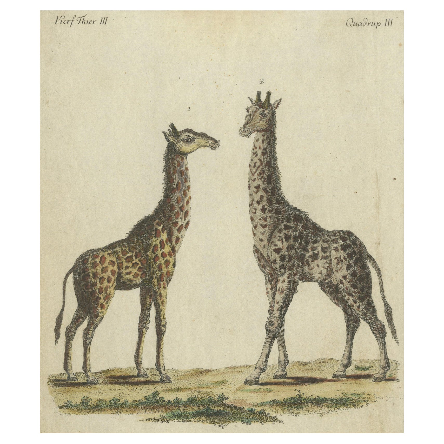 Antica incisione colorata a mano di giraffe, 1800 ca.