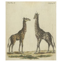 Antica incisione colorata a mano di giraffe, 1800 ca.