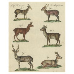 Antique Handcolored Engraving of Exotic Deer and Antelopes, c.1800