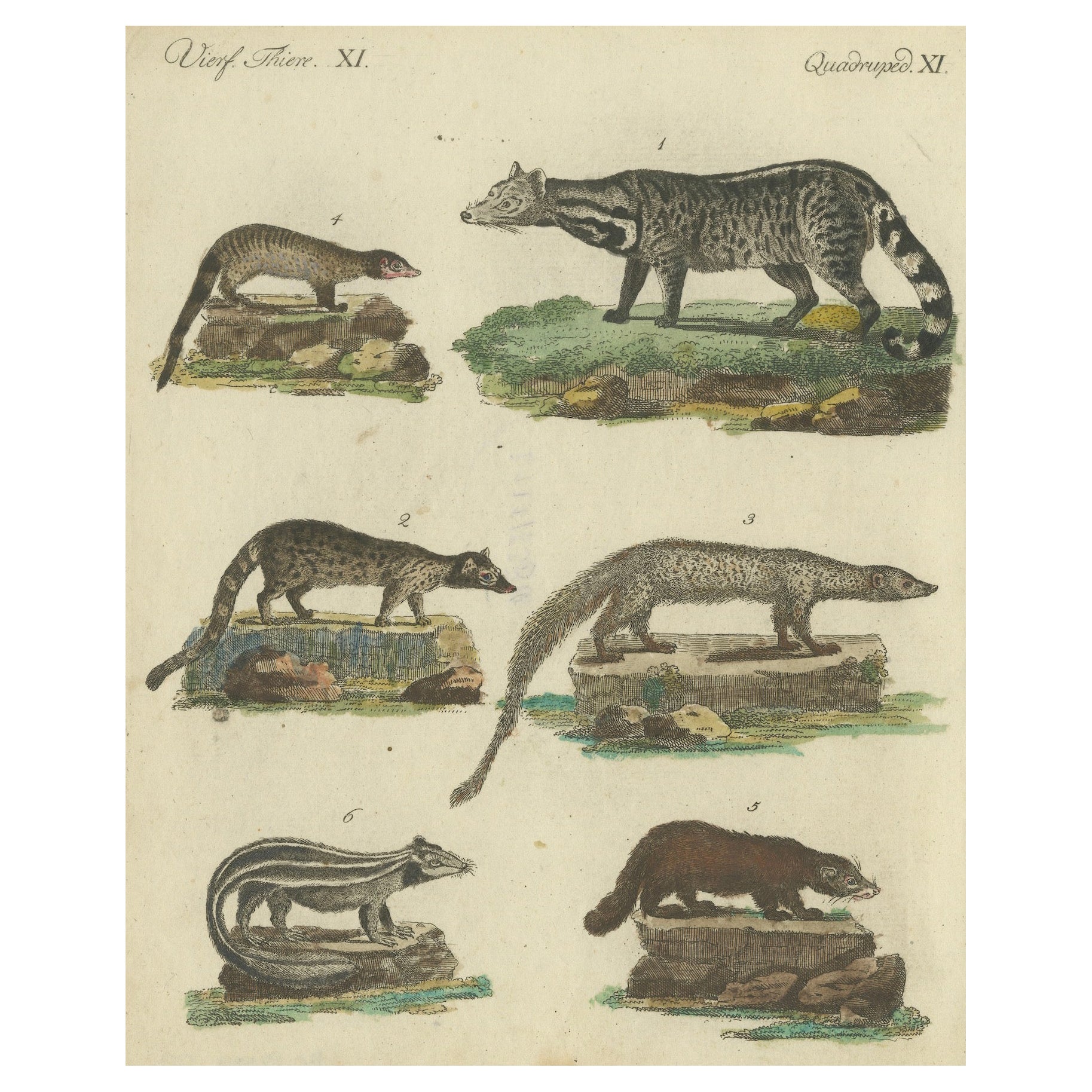 Antique Handcolored Engraving of Civets, Mongooses, and Badgers, c.1800