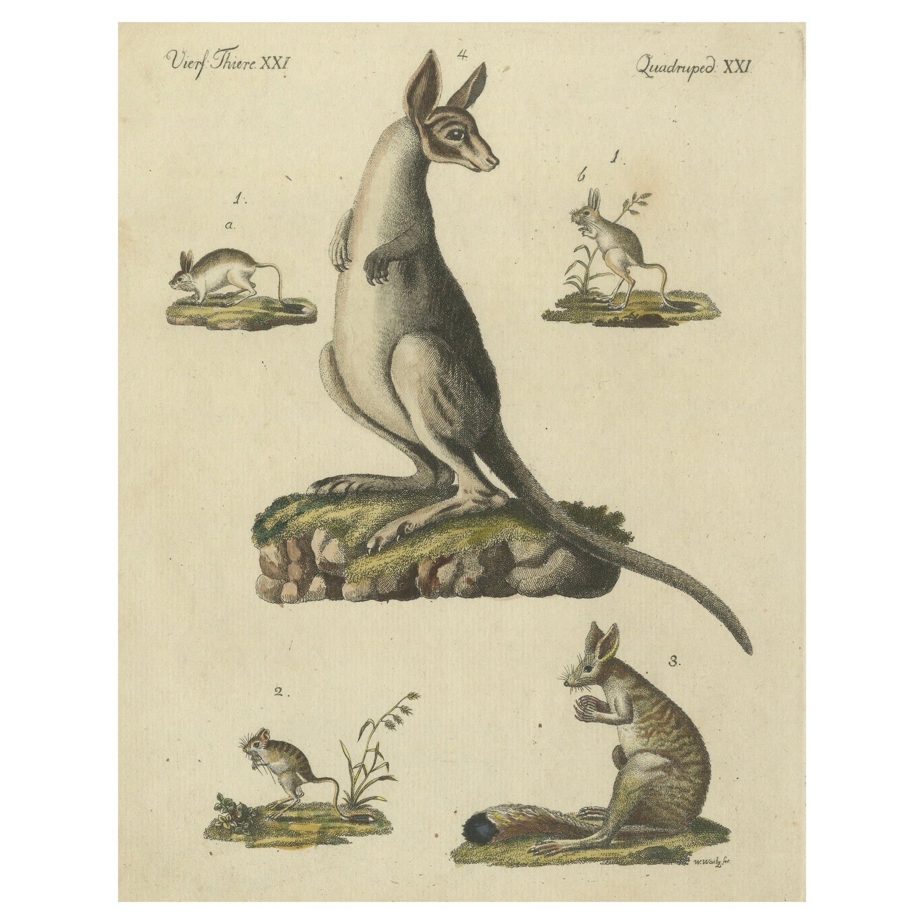 Antike handkolorierte Gravur von Kangaroo, Jerboas und Bilby, um 1800