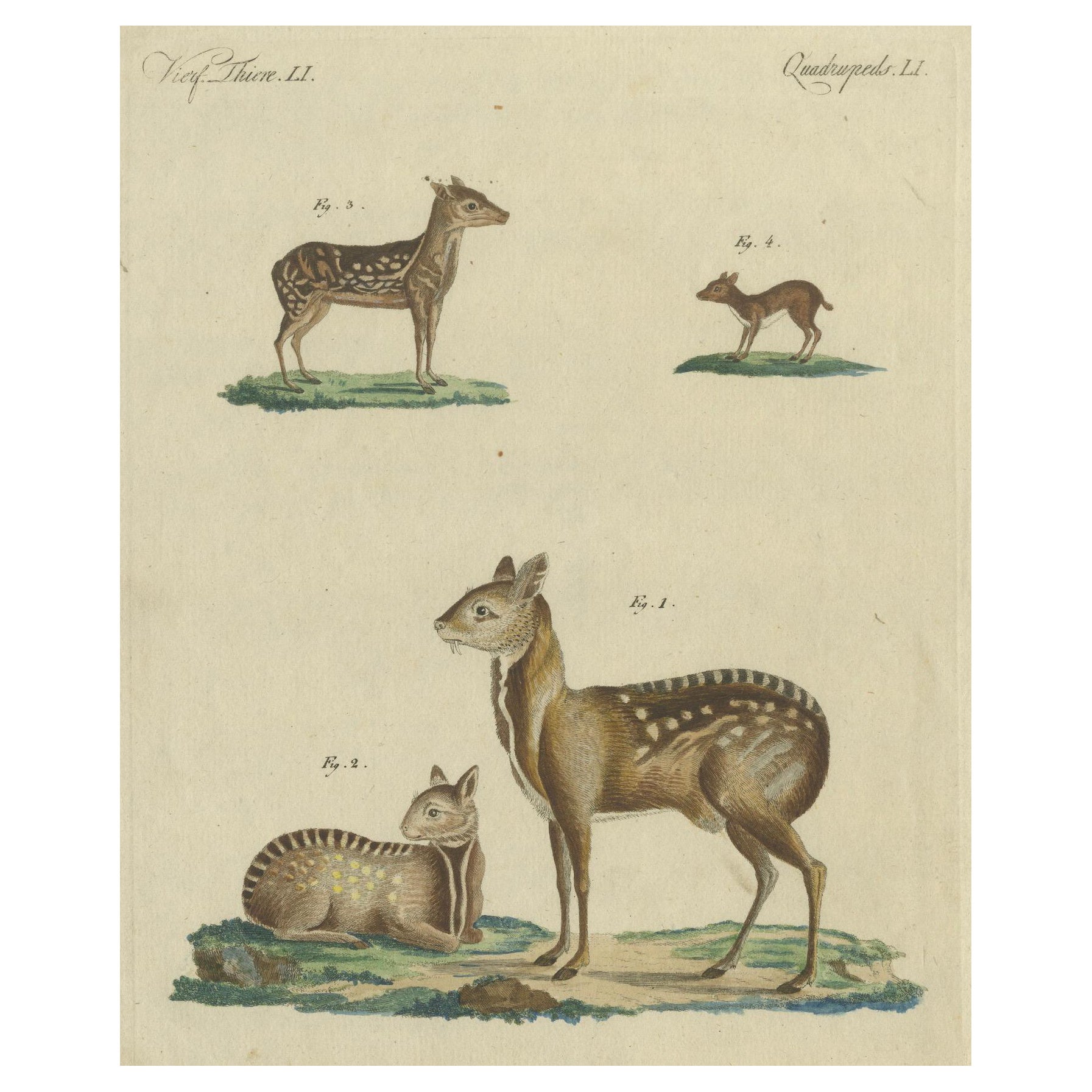 Antique Handcolored Engraving of Chevrotains and Small Deer, c.180