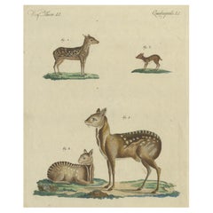 Antique Handcolored Engraving of Chevrotains and Small Deer, c.180