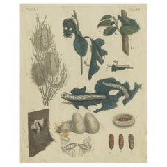 Antique Handcolored Engraving of Silkworm Life Cycle, c.1800