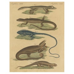 Antica incisione colorata a mano di lucertole e anfibi, 1800 ca.