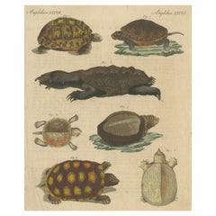 Antica incisione colorata a mano di tartarughe e testuggini, 1800 ca.