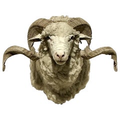 Vintage Boho Taxidermia Oveja Montura