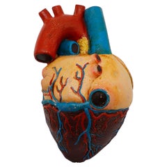Modello anatomico di cuore a grandezza naturale