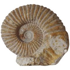 Large Ammonite, Moroccan, 150 Million Years Old
