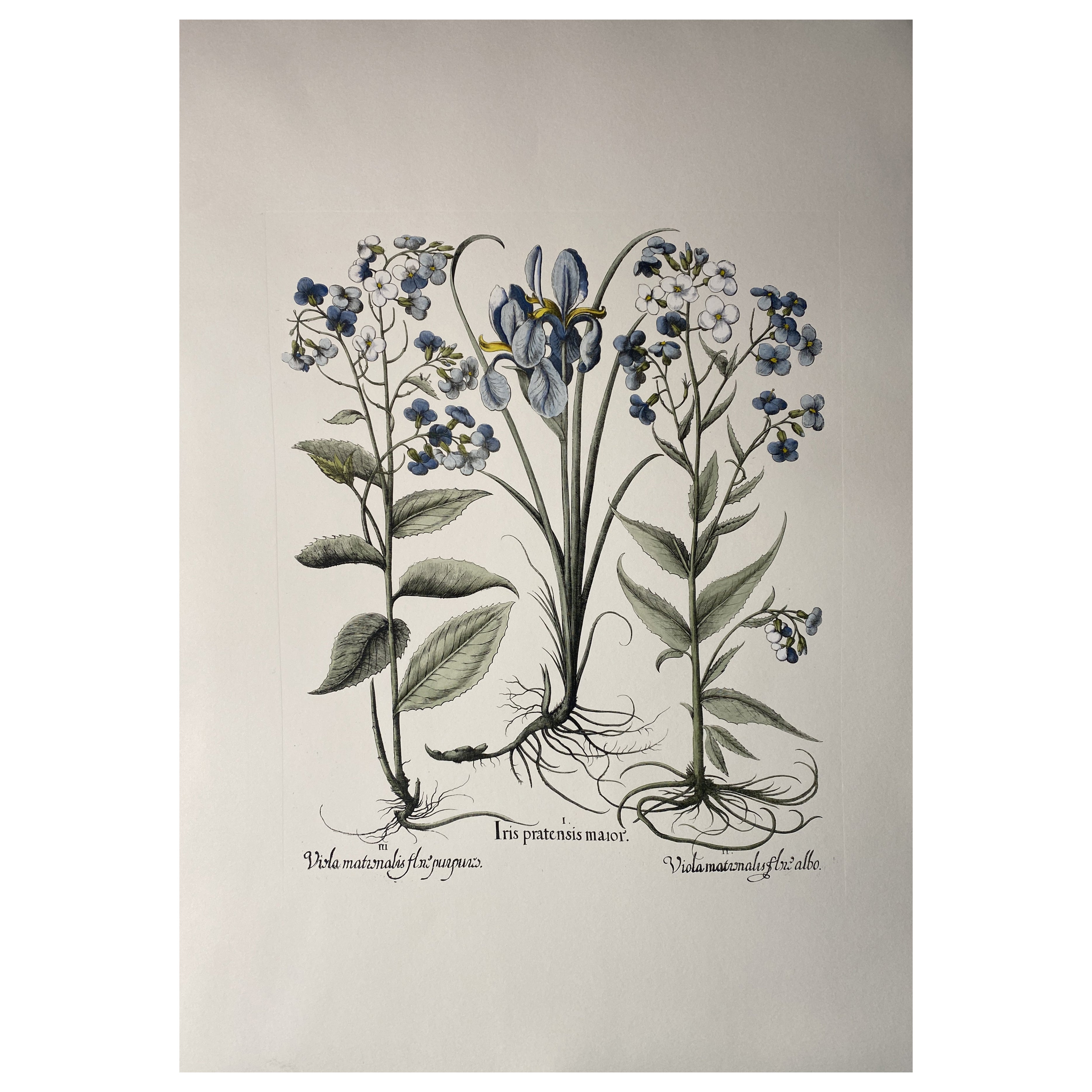 Stampa botanica italiana contemporanea dipinta a mano in blu "Iris e Viola" 7 di 10